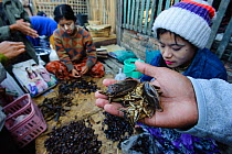 Women selling water bugs in market at Mrauk-U, Rakhine State, Myanmar, 2012
