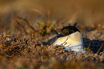 Long-tailed Jaeger (Stercorarius longicaudus) on its nest incubating eggs. Yukon Delta National Wildlife Refuge, Alaska, USA. May. Both sexes incubate and each sex has two brood patches. Incubating b...