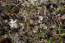 Pacific Golden-Plover (Pluvialis fulva) nest and eggs, Yukon Delta National Wildlife Refuge, Alaska, USA June