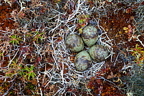 Ruddy Turnstone (Arenaria interpres) nest and eggs camouflaged in tundra habitat, Yukon Delta National Wildlife Refuge. Alaska, USA June.