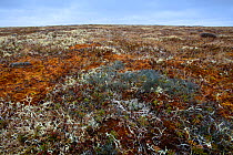 Ruddy Turnstone (Arenaria interpres) nest and eggs camouflaged in a tundra landscape, Yukon Delta National Wildlife Refuge. Alaska, USA June.