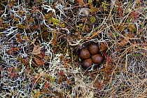 Western Sandpiper (Calidris mauri) nest and eggs, camouflaged against ground cover, Yukon Delta National Wildlife Refuge, Alaska, USA June.