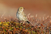 Savannah Sparrow (Passerculus sandwichensis) Yukon Delta National Wildlife Refuge, Alaska, USA June