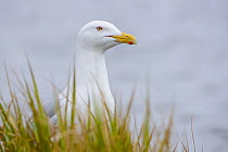Glaucous Gull (Larus hyperboreus) alert from behind grass, Yukon Delta National Wildlife Refuge, Alaska, USA June