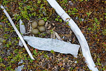 Black Turnstone (Arenaria melanocephala) nest with eggs camouflaged among driftwood, Yukon Delta National Wildlife Refuge, Alaska, USA June