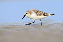 Red-necked Stint (Calidris ruficollis) in basic plumage, Rudong, China, October