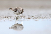 Broad-billed Sandpiper (Limicola falcinellus) in basic plumage, foraging on mud flats, Rudong, China, October.