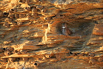 Great Horned Owl (Bubo virginianus) adult female roosting in a cliff covered in Cliff Swallow nests (Petrochelidon pyrrhonata) Sublette County, Wyoming, USA, June