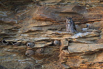 Great Horned Owl (Bubo virginianus) adult female  just after departing roost in early evening, Sublette County, Wyoming, USA June