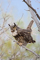 Great Horned Owl (Bubo virginianus) adult female hooting, Sublette County, Wyoming, USA, May