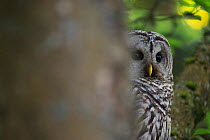 Barred Owl (Strix varia) adult resting in tree, partially hidden by tree trunk, King County, Washington, USA May