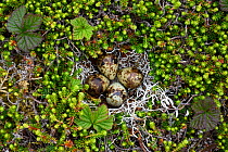 Rock Sandpiper (Calidris ptilocnemis ptilocnemis) nest and eggs, Pribilof Island race, St. George Island, Alaska, USA July