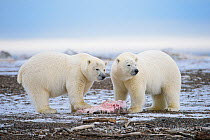 Polar bear (Ursus maritimus) two stand over piece of frozen whale meat they have scavenged, Barter Island, Beaufort Sea, Alaska, USA