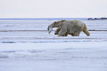 Polar bear (Ursus maritimus) female with cub, carrying bird it has either killed or found frozen, Barter Island National Wildlife Refuge, Beaufort Sea, Alaska, USA