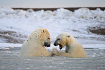 Polar bear (Ursus maritimus) two fighting in shallow coastal waters of Beaufort Sea, Alaska, USA