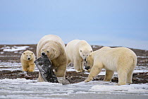 Polar bear (Ursus maritimus) group investigating frozen whale carcass remains, Barter Island National Wildlife Refuge. Beaufort Sea, Alaska, USA