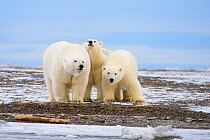 Polar bear (Ursus maritimus) group of three curious bears on the shoreline, Barter Island National Wildlife Refuge, Beaufort Sea, Alaska, USA