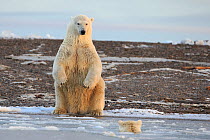Polar bear (Ursus maritimus) one sitting on hind legs on the shore watching another approach in the water, Barter Island National Wildlife Refuge, Beaufort Sea, Alaska, USA