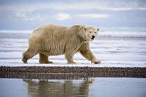 Polar bear (Ursus maritimus) female walking along sea ice, Barter Island National Wildlife Refuge. Beaufort Sea, Alaska, USA