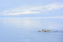Polar bear (Ursus maritimus) female and two cubs swimming across the wide Beaufort Sea,Barter Island National Wildlife Refuge, Alaska, USA