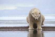 Polar bear (Ursus maritimus) female looking into the water, Barter Island National Wildlife Refuge, Beaufort Seat, Alaska, USA