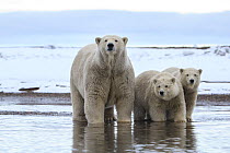 Polar bear (Ursus maritimus) female and two cubs standing in shallow coastal water, Beaufort Sea, Alaska, USA