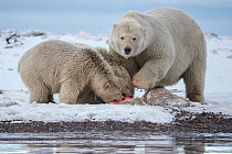 Polar bear (Ursus maritimus) female and cubs feed on frozen whale meat they have discovered, Beaufort Sea, Alaska, USA