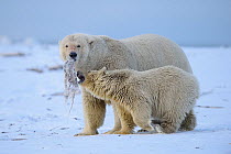 Polar bear (Ursus maritimus) female and cub feed on frozen whale meat they have discovered, Beaufort Sea, Alaska, USA