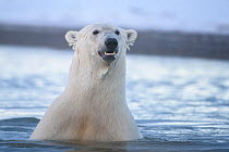 Polar bear (Ursus maritimus) head portrait out of water, Beaufort Sea, Alaska, USA
