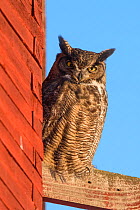Great Horned Owl (Bubo virginianus) roosting outside of an old barn in early morning sun in freezing temperatures, Okanogan County, Washington, USA, January