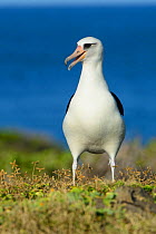 Laysan albatross (Phoebastria immutabilis) standing portrait, Oahu, Hawaii, January