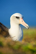 Laysan albatross (Phoebastria immutabilis) resting portrait. Oahu, Hawaii, January