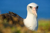 Laysan albatross (Phoebastria immutabilis) resting portrait. Oahu, Hawaii, January