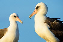 Laysan albatross (Phoebastria immutabilis) male female pair profiles, Oahu, Hawaii, January