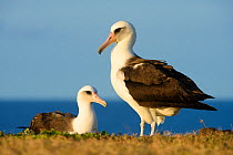 Laysan albatross (Phoebastria immutabilis) one standing, one sitting, Oahu, Hawaii, January