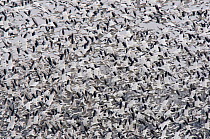 Snow geese (Chen caerulescens) huge flock departing an agricultural field during migration, Montezuma NWR, New York, USA, March