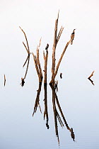 Darters (Anhinga melanogaster) and Little cormorants (Phalacrocorax niger) sitting on a dead tree in a lake, Ranthambore National Park, Rajasthan, India