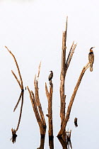 Darters (Anhinga melanogaster) and Little cormorants (Phalacrocorax niger) sitting on a dead tree in a lake, Ranthambore National Park, Rajasthan, India