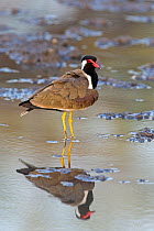 Red-wattled lapwing (Vanellus indicus) in a muddy pool, Rathambore National Park, Rajasthan, India