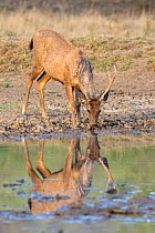 Sambar deer (Cervus unicolor) male drinking at a pool, Ranthambore National Park, Rajasthan, India