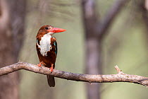 White-throated kingfisher (Halcyon smyrnensis) resting portrait, Ranthambore National Park, Rajasthan, India