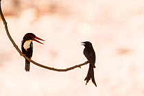 White-throated kingfisher (Halcyon smyrnensis) with Black drongo (Dicrurus macrocercus) Ranthambore National Park, Rajasthan, India