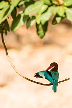 White-throated kingfisher (Halcyon smyrnensis) preening on perch, Ranthambore National Park, Rajasthan, India