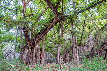 Indian banyan tree (Ficus benghalensis) in jungle habitat, Ranthambhore National Park, Rajasthan, India, May