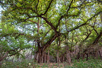 Indian banyan tree (Ficus benghalensis) in jungle habitat, Ranthambhore National Park, Rajasthan, India, May