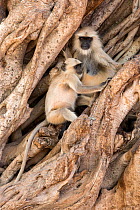 Hanuman / Northern Plains Grey Langur (Semnopithecus entellus) mother and young sitting on the trunk of a Banyan tree, Ranthambore National Park, Rajasthan, India