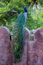 Male peacock (Pavo cristatus) sitting on fort wall, Ranthambore National Park, Rajasthan, India