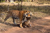 Bengal tiger (Panthera tigris) dragging a kill of a male Chital (Axis axis) across track, Ranthambore National Park, Rajasthan, India