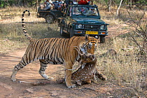 Bengal tiger (Panthera tigris) dragging a kill of a male Chital (Axis axis) across track in front of tourist jeep, Ranthambore National Park, Rajasthan, India