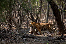 Bengal tiger (Panthera tigris) dragging a kill of a male Chital (Axis axis) through the jungle, Ranthambore National Park, Rajasthan, India